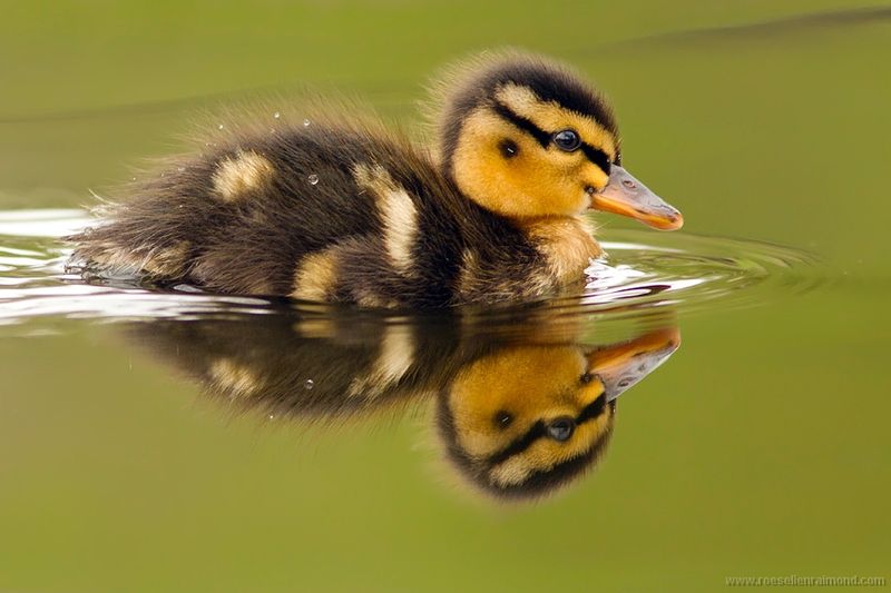 Baby Mallard Duckling