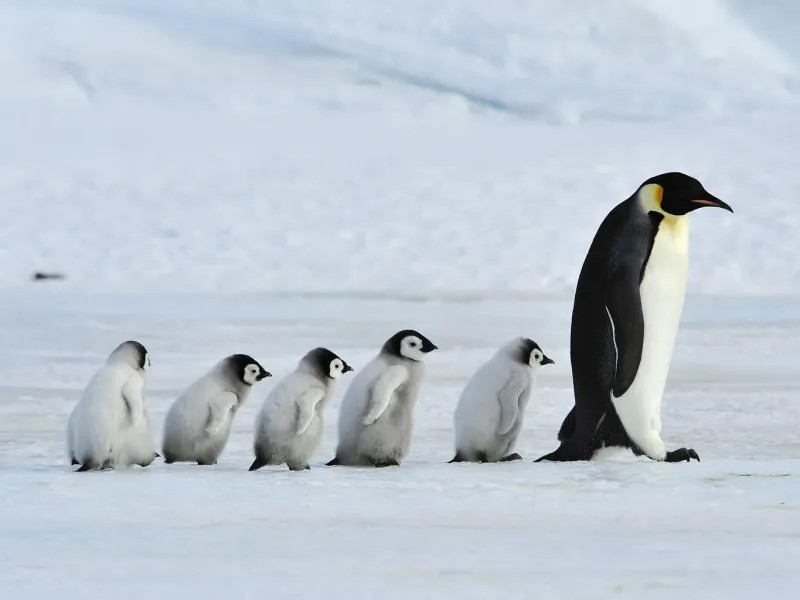 Baby Penguin