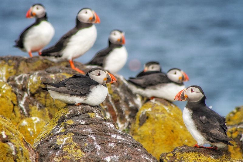 Baby Puffin