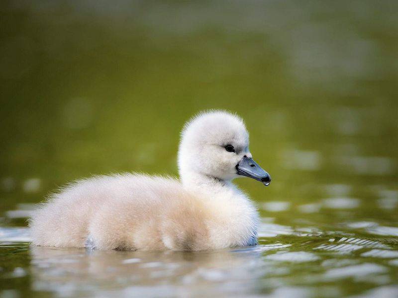 Baby Swan