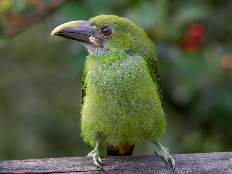 Baby Toucanet