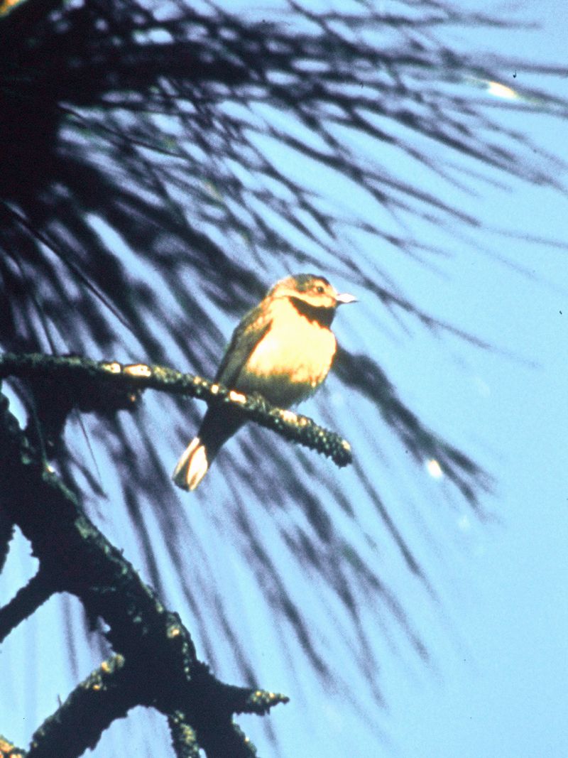 Bachman’s Warbler