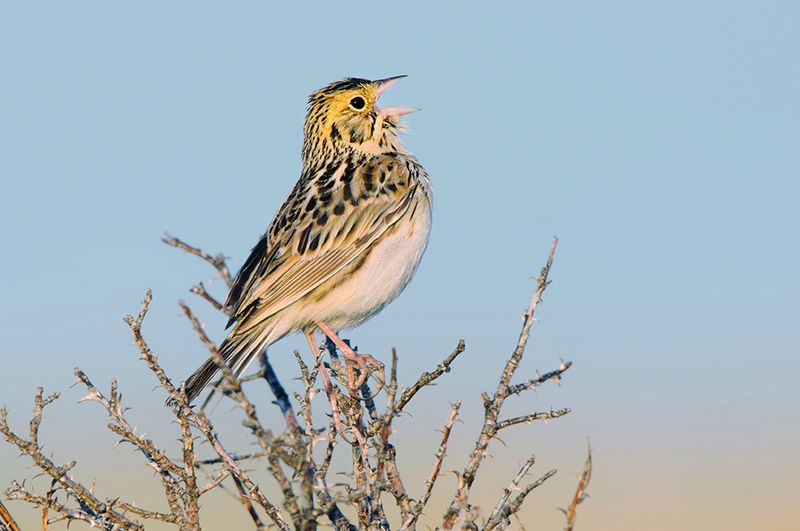 Baird's Sparrow
