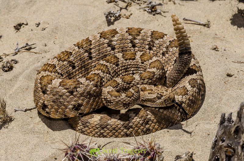 Baja California Rattlesnake