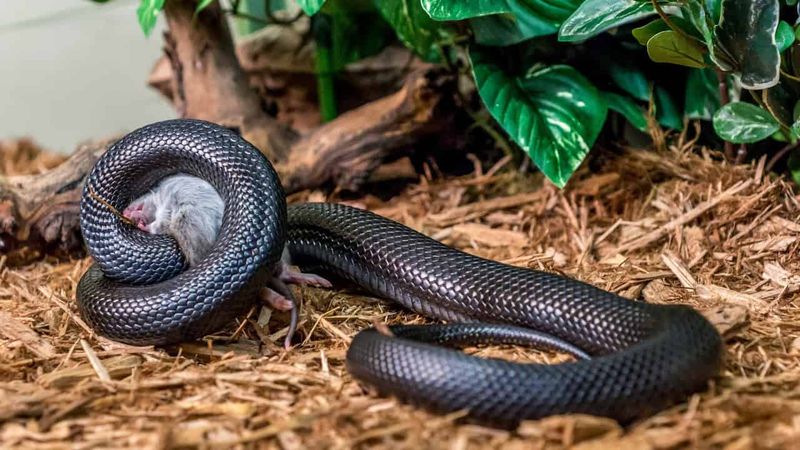 Balancing Prey Populations