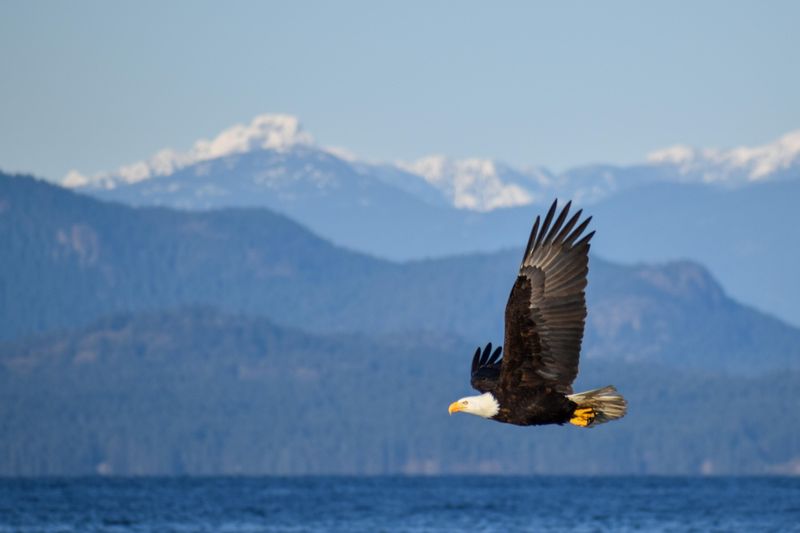 Bald Eagle