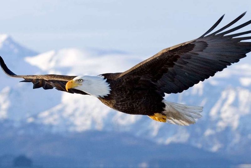 Bald Eagle