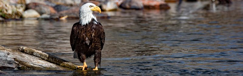 Bald Eagle by the Colorado River