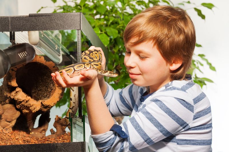 Ball Python
