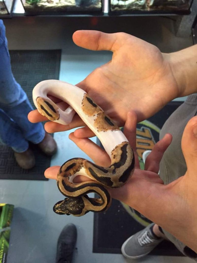 Ball Python