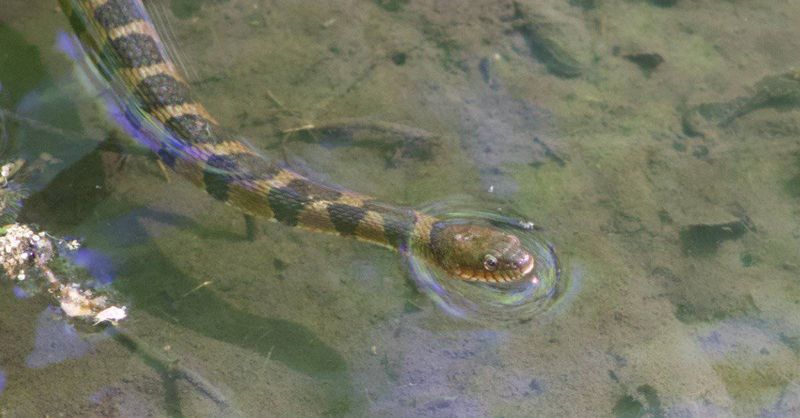Banded Water Snake