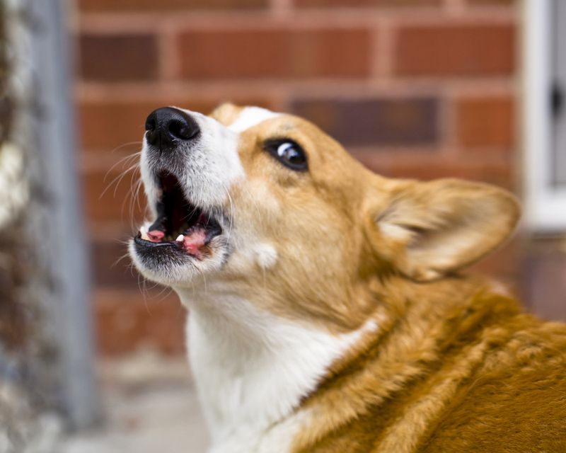 Barking