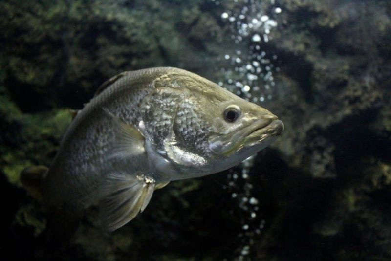 Barramundi