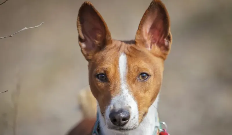 Basenji