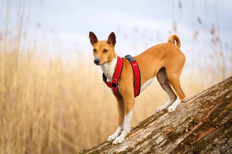 Basenji