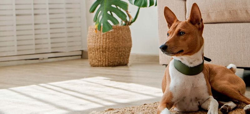 Basenji