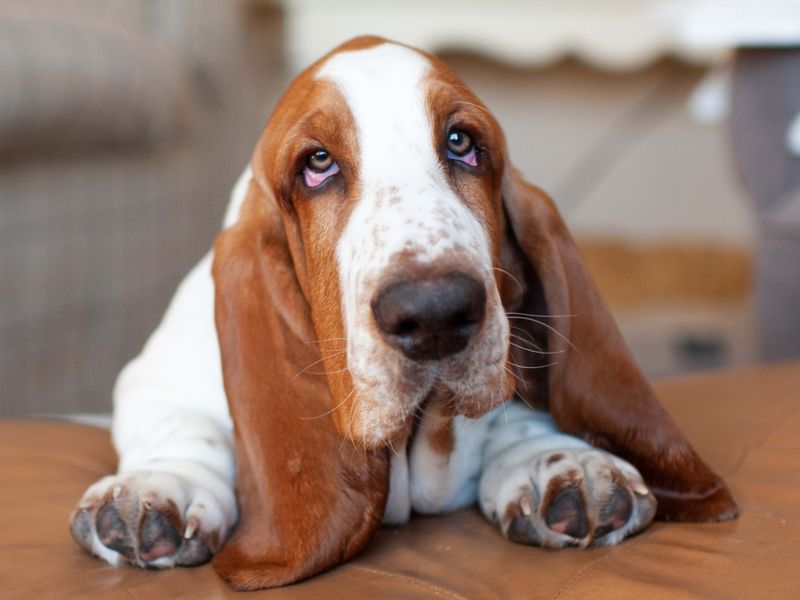 Basset Hound