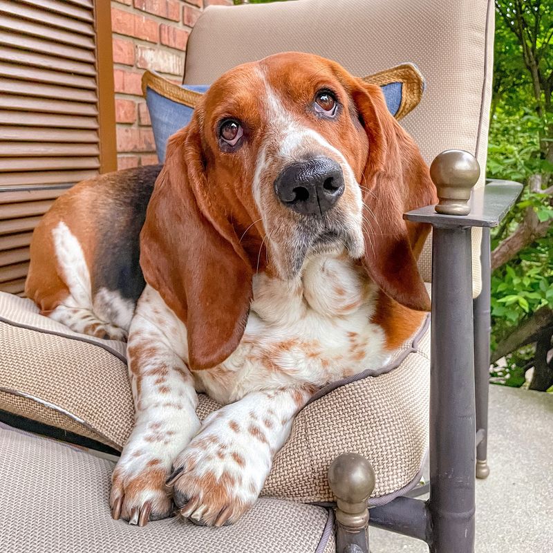 Basset Hound