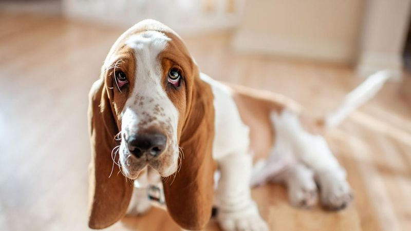 Basset Hound