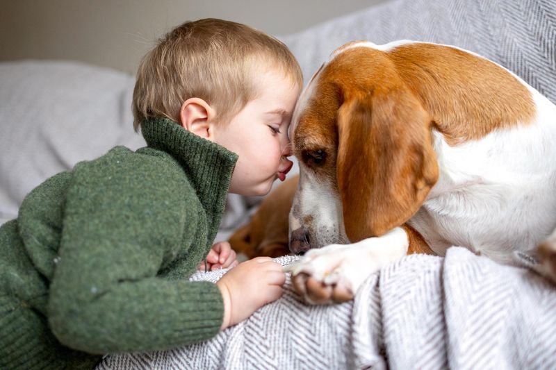 Basset Hound