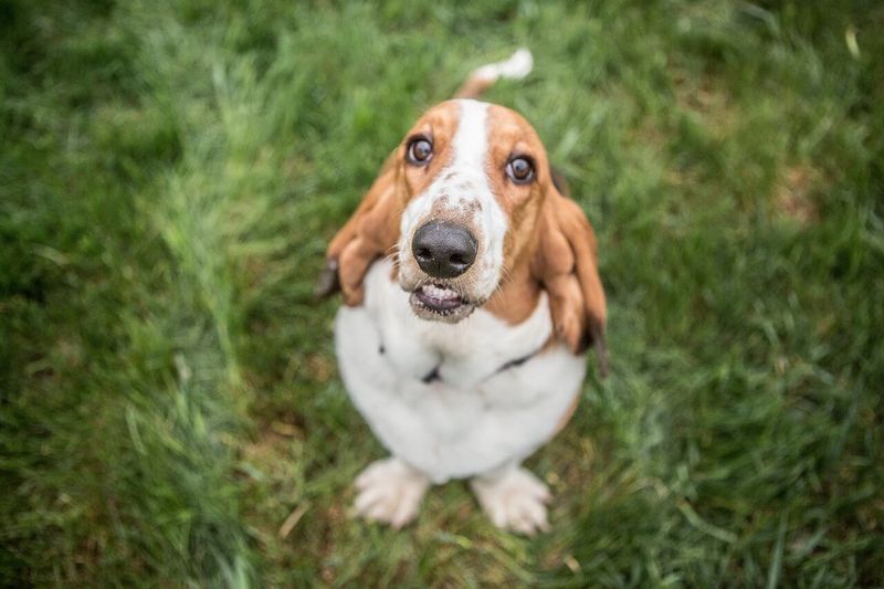 Basset's Stubborn Streak