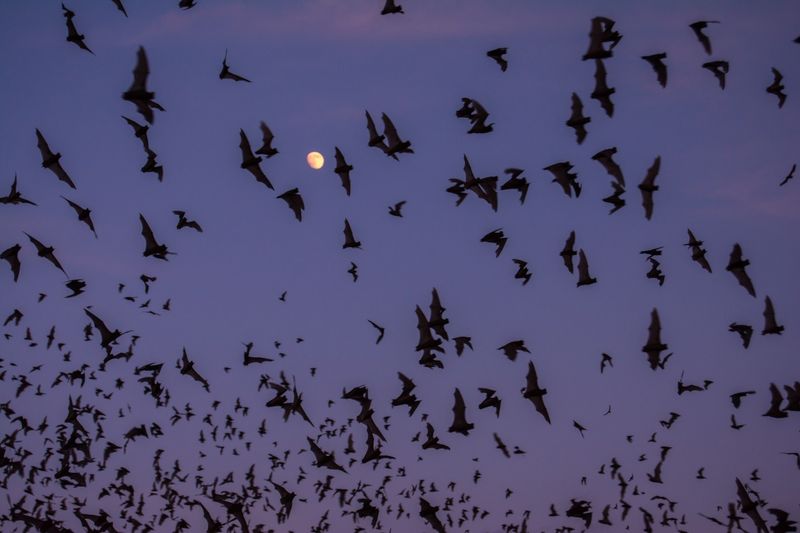 Bats