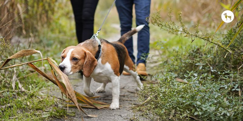 Beagle