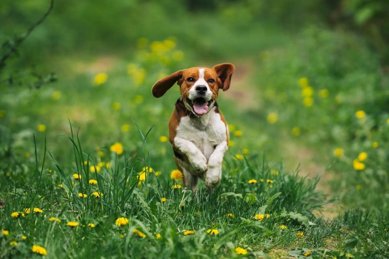 Beagle