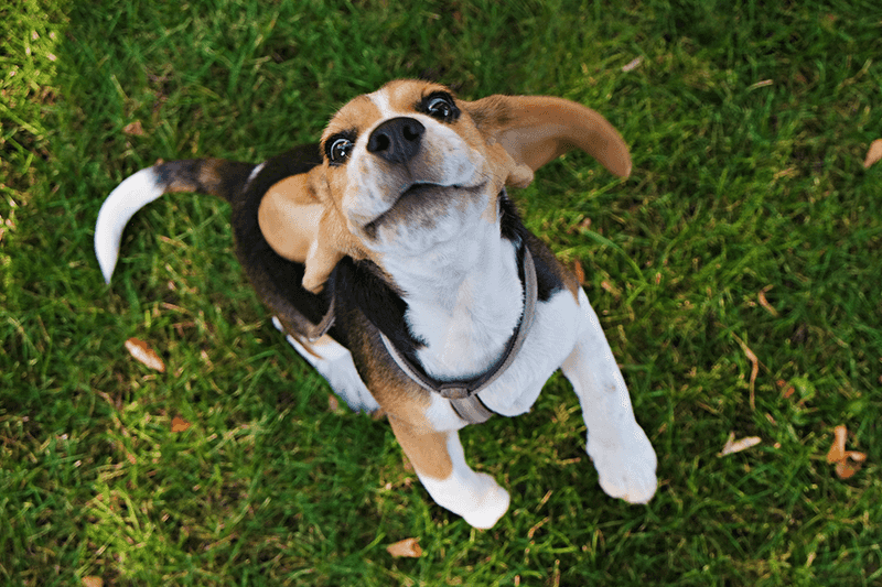 Beagle