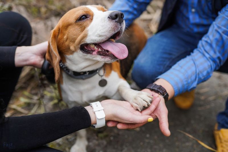 Beagle