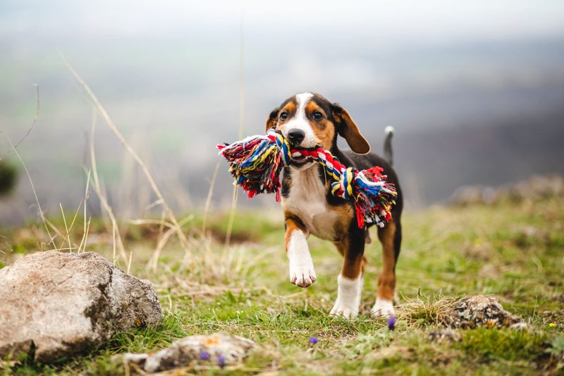 Beagle