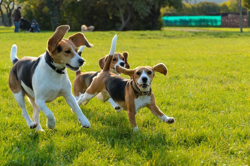 Beagle
