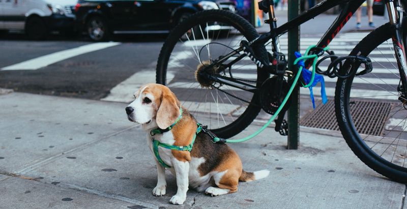 Beagle