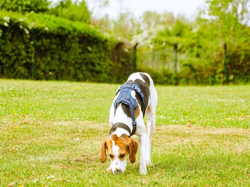 Beagle