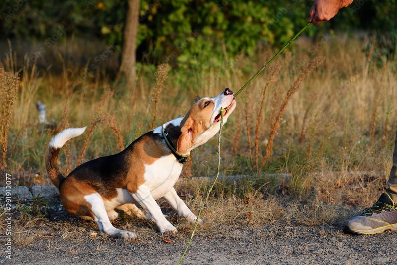 Beagle