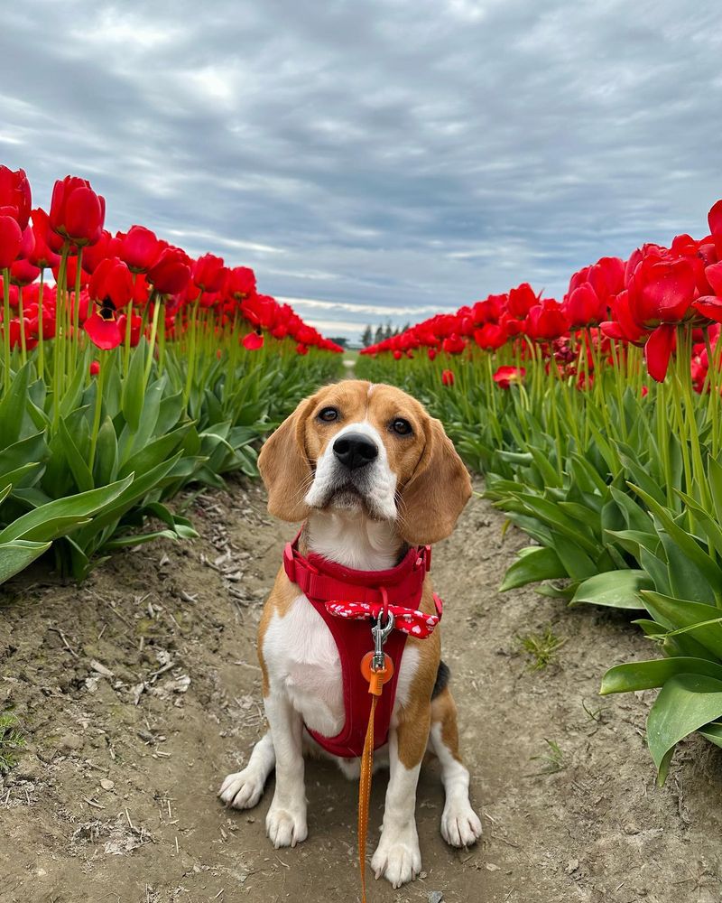 Beagle