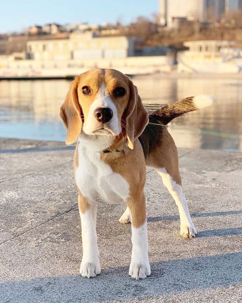 Beagle