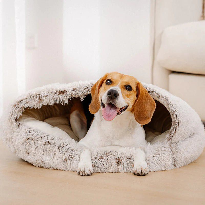 Beagle