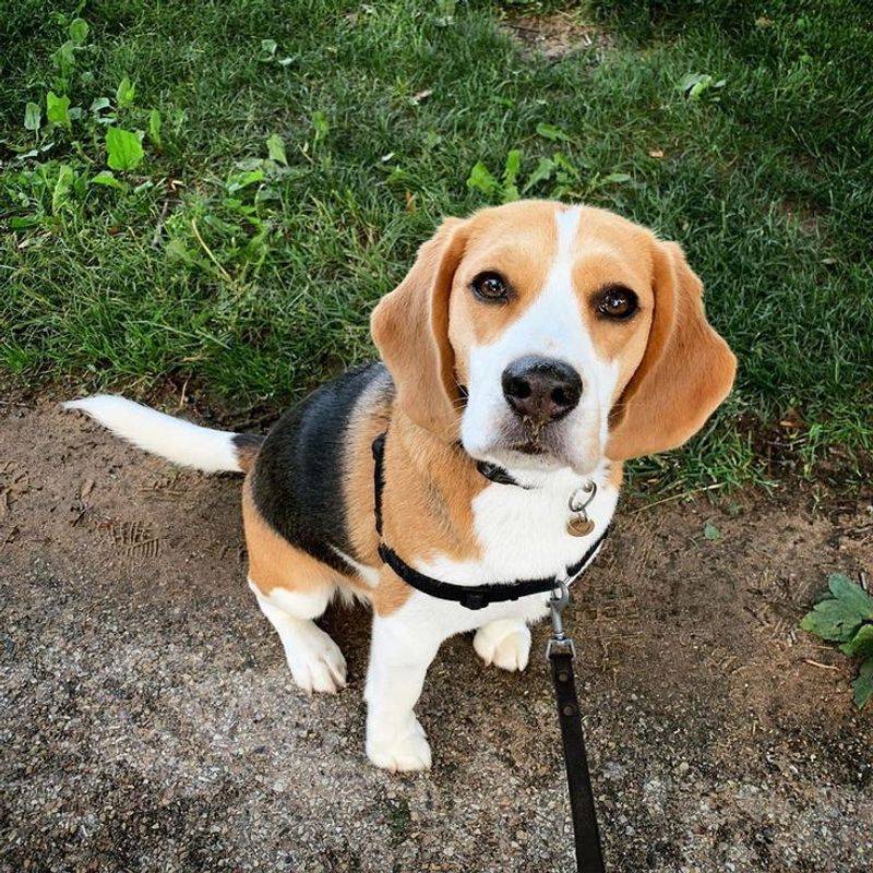 Beagle