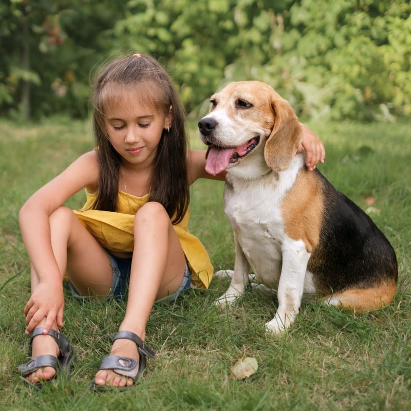 Beagle