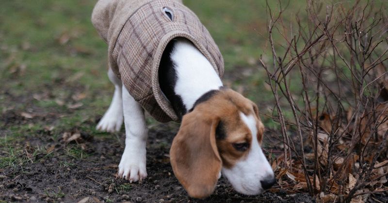 Beagle