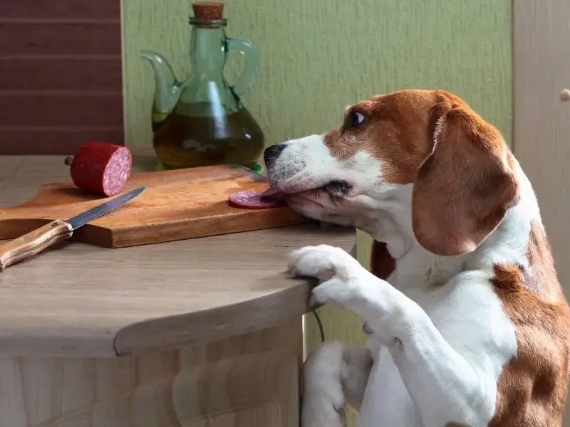 Beagle