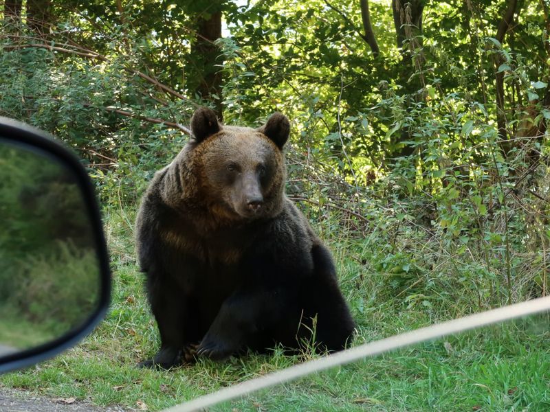 Bear Behavior