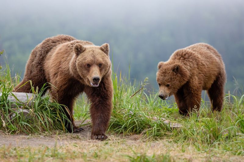 Bear Conservation