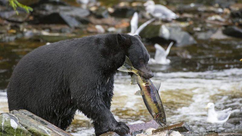 Bear Diet and Foraging
