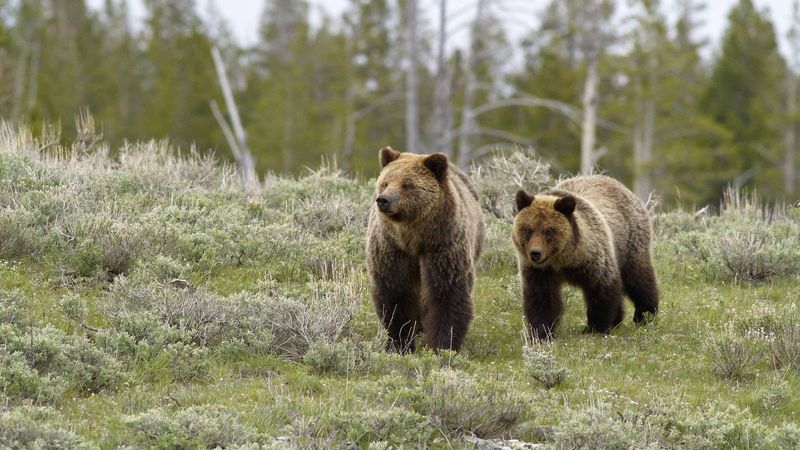 Bear Diversity