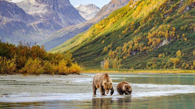 Bear Habitats