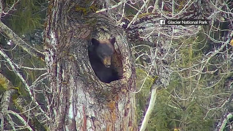 Bear Hibernation Patterns