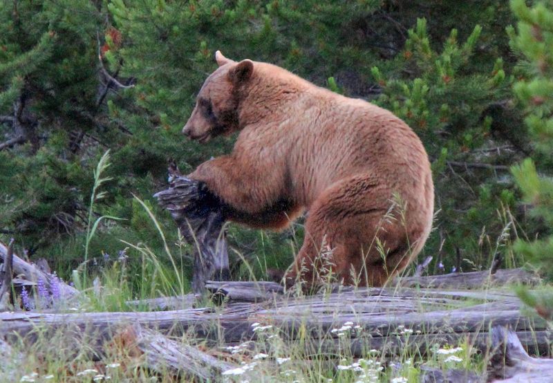 Bear Sighting by Bear Lake
