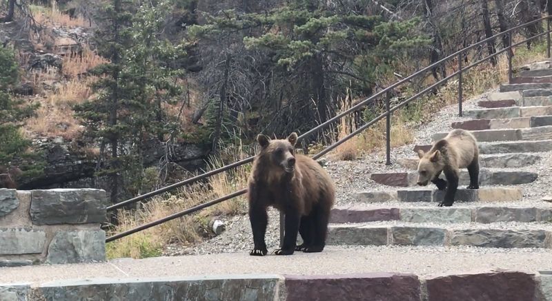 Bear Watching Points